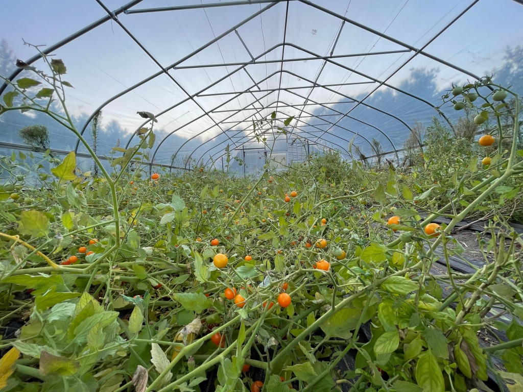 This is an image of tomato plants inside a greenhouse. The vines are not staked up and are trailing all over the ground. They are bright green. Some basil leaves are visible in the foreground. The tomatoes are small, varying shades of orange. The top of the greenhouse is geometric arches, with blue sky visible beyond.
